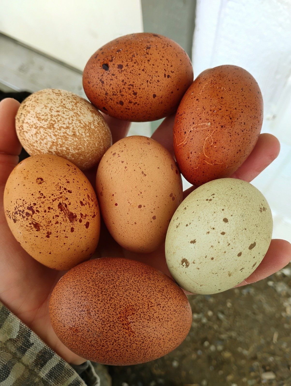 Fertilized Rainbow Hatching Eggs 12+++