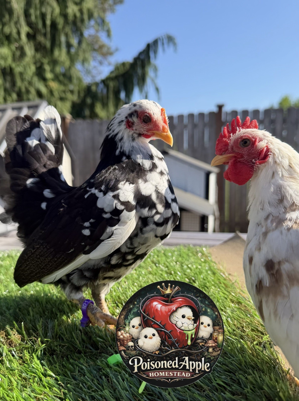 12+++ High Quality Fertile Serama Hatching Eggs Mixed Colors** Frizzle**Silkied*