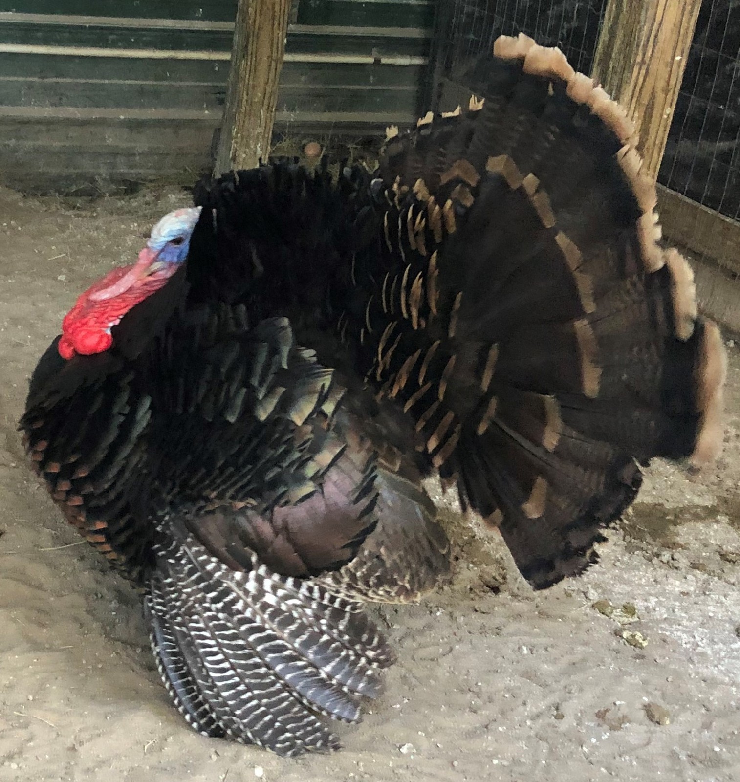Osceola Hybrid Turkey Hatching Eggs (One Dozen)