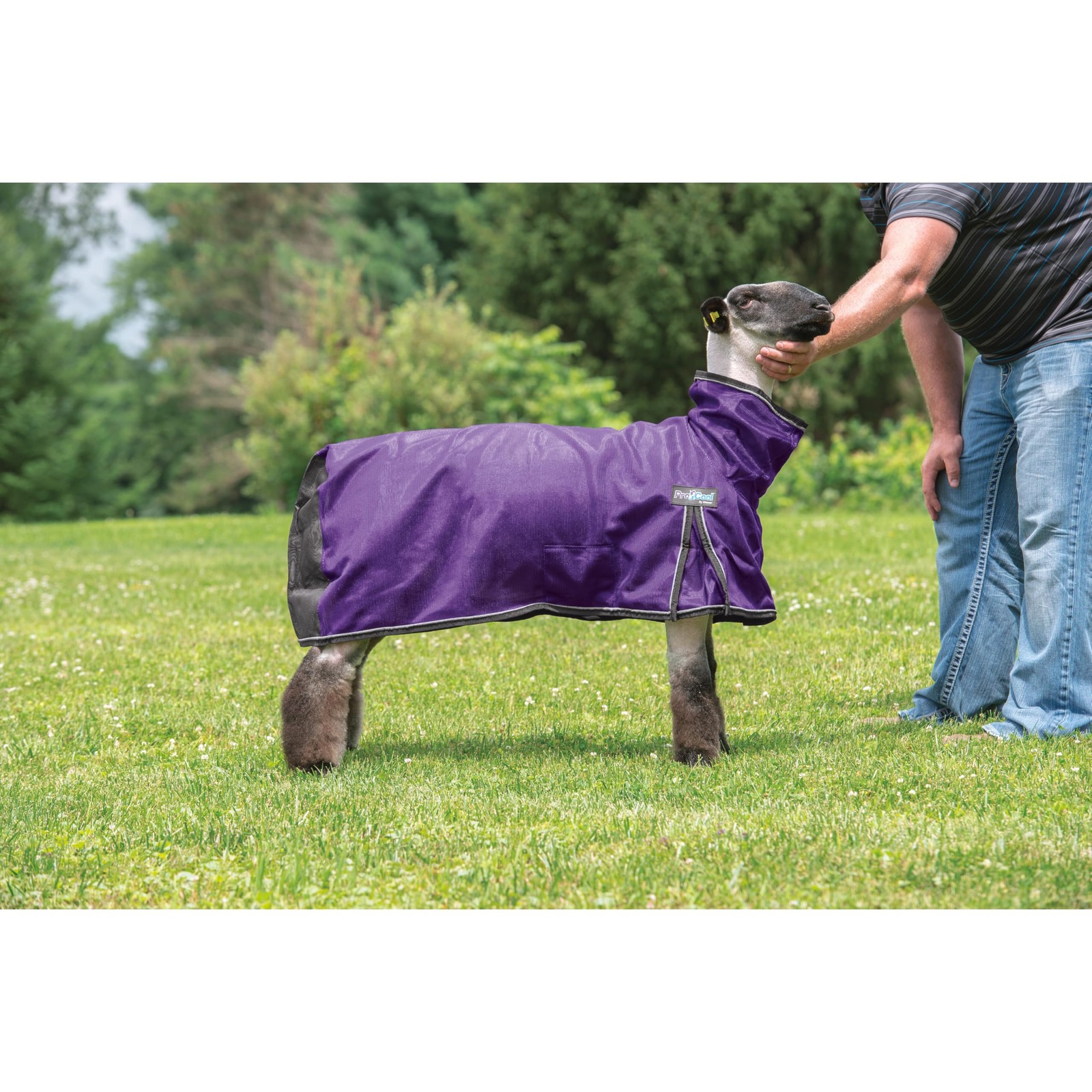 Weaver Leather ProCool Mesh Sheep Blanket Purple Extra Large