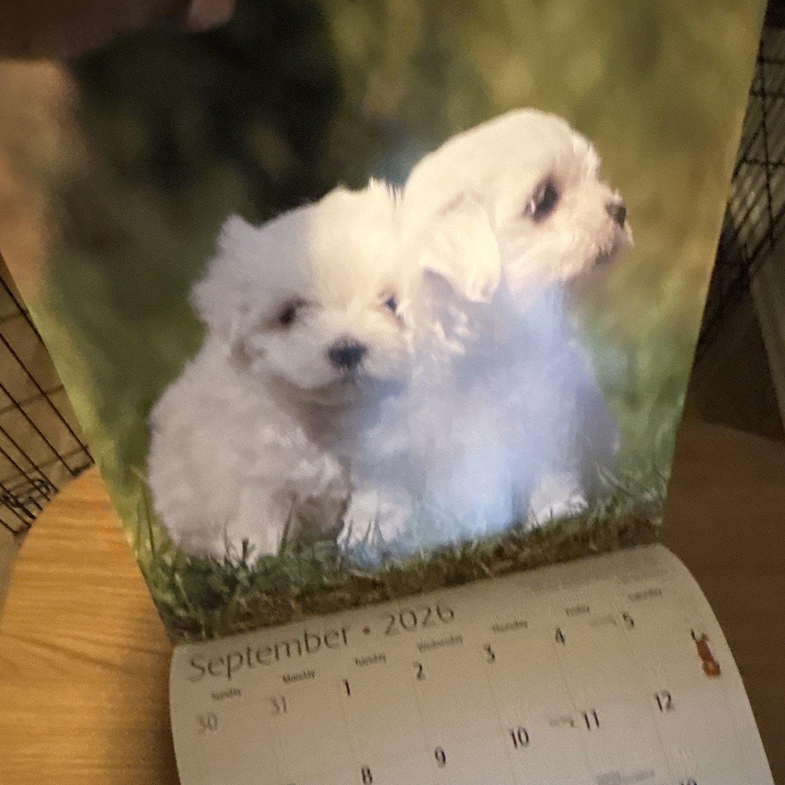 Red Ember Maltese Puppies Wall Calendar 2026 12-Month Calendar