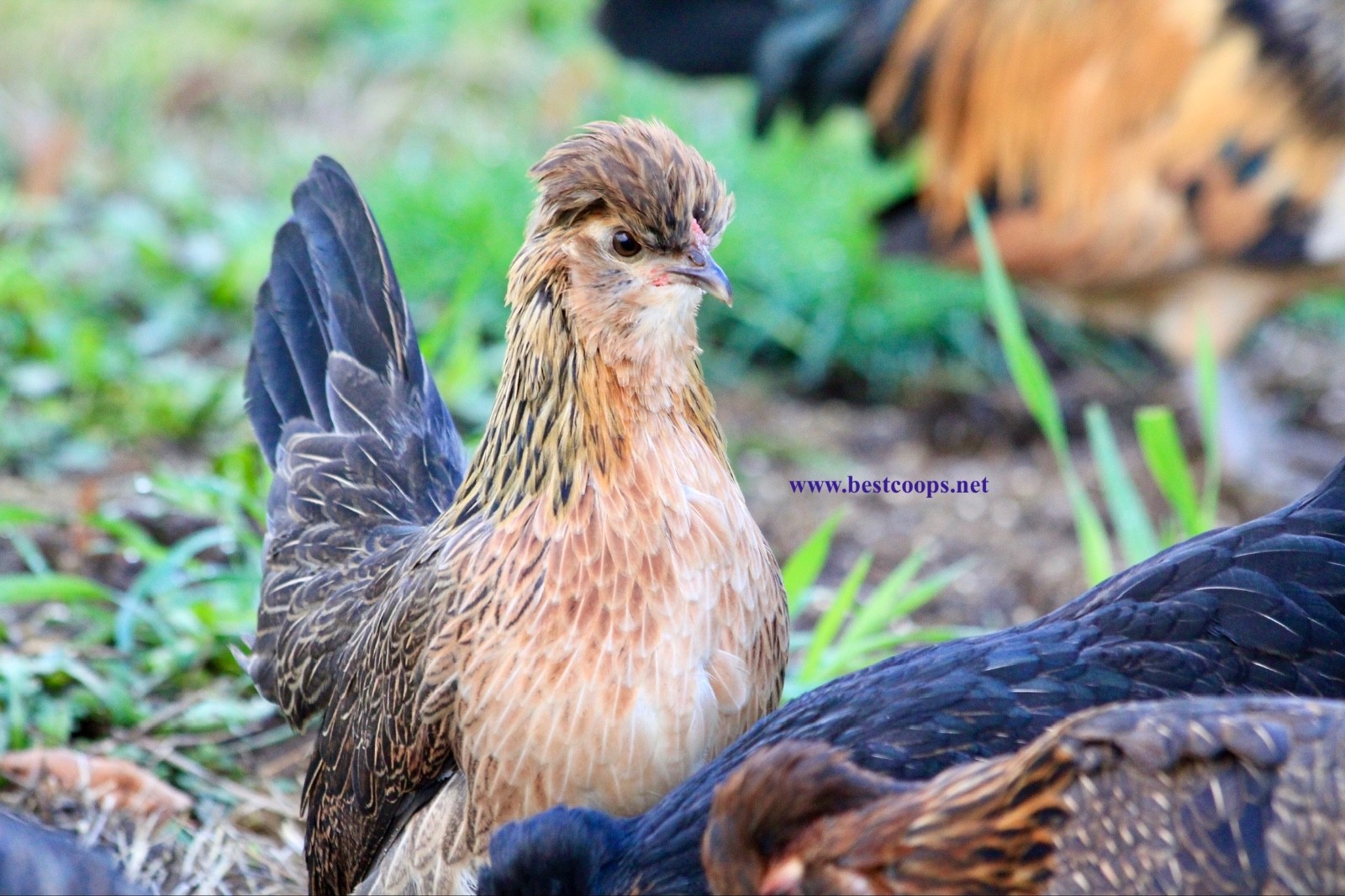 6+ Fertile Barbu De Watermael Chicken Hatching Eggs