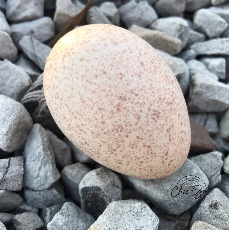 5+ Blue/Black/Splash Slate Turkey Hatching Eggs raised w/CERTIFIED ORGANIC feed