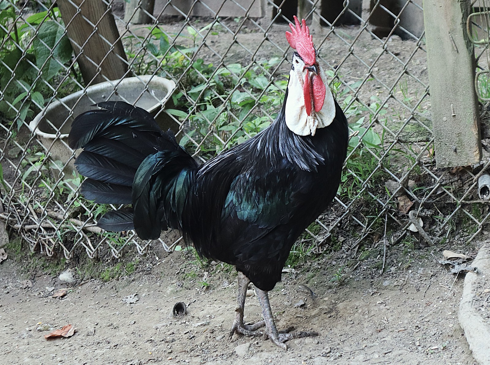 12 LF White Face Black Spanish Eggs Imported from Spain