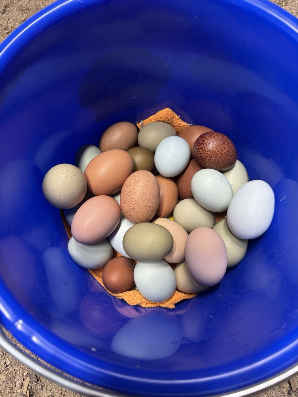 12+ Silverudd Rooster Crossed Rainbow Hatching Eggs
