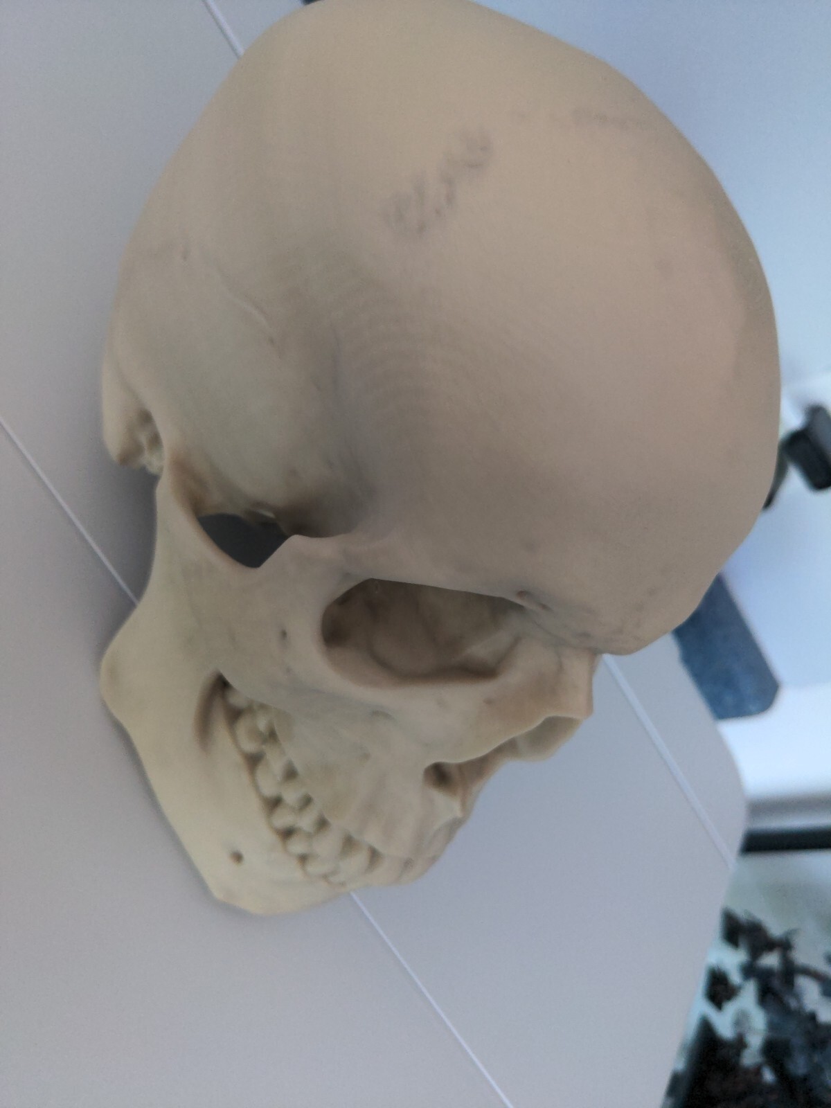 Anatomically Correct Human Skull 3d Printed!