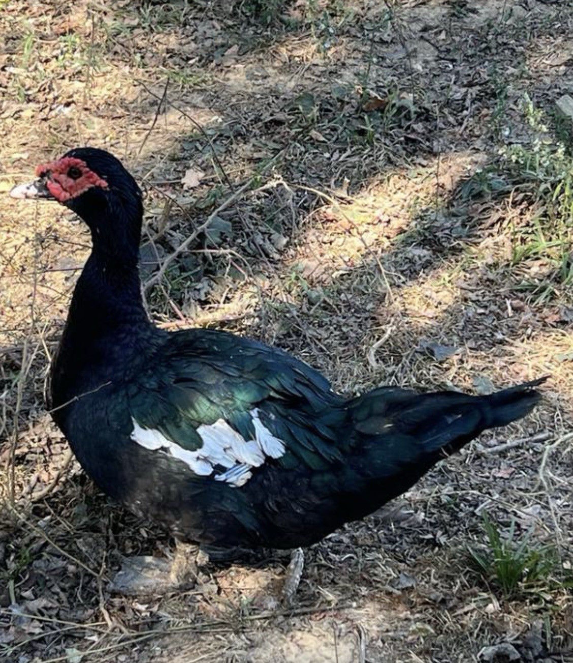 12+ Purebred Fertile Muscovy Duck Hatching Eggs (Rare Colors)