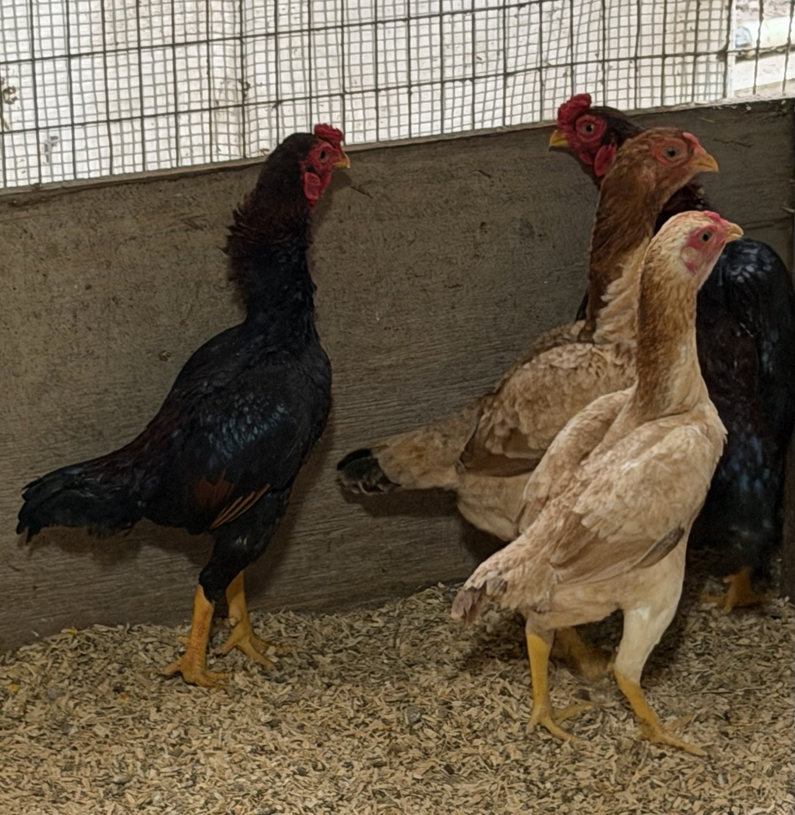 7 KO SHAMO BANTAM EGGS VERY FRESH SUPERB QUALITY these will Ship 2 day FedEx