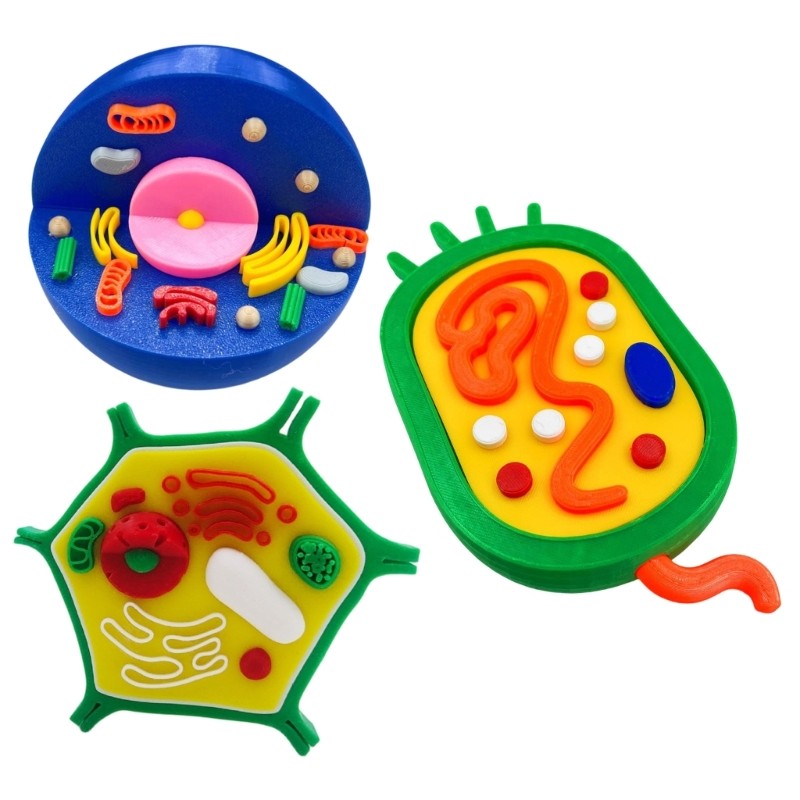 Educational Animal Plant Cell Anatomy Model Biology Teaching Aid For Science Lab