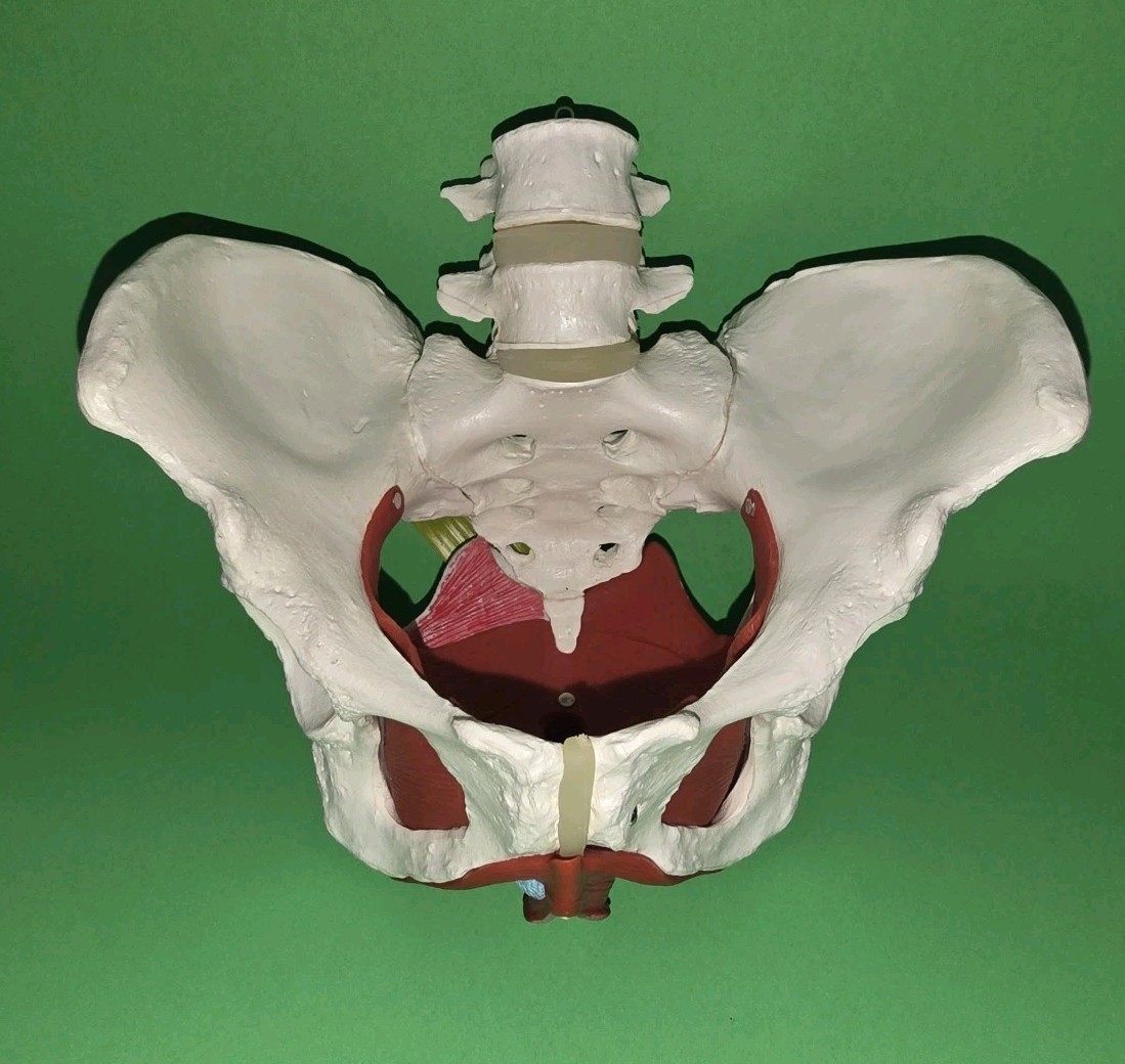 Female Pelvis Model Skeleton Medical Model for Display Midwife in Obstetrics