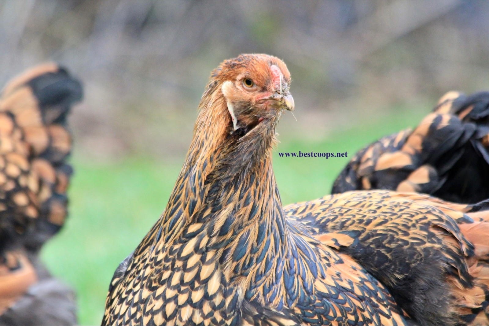 10+ Gold Laced Brahma Fertile Chicken Hatching Eggs Gentle Large Breed