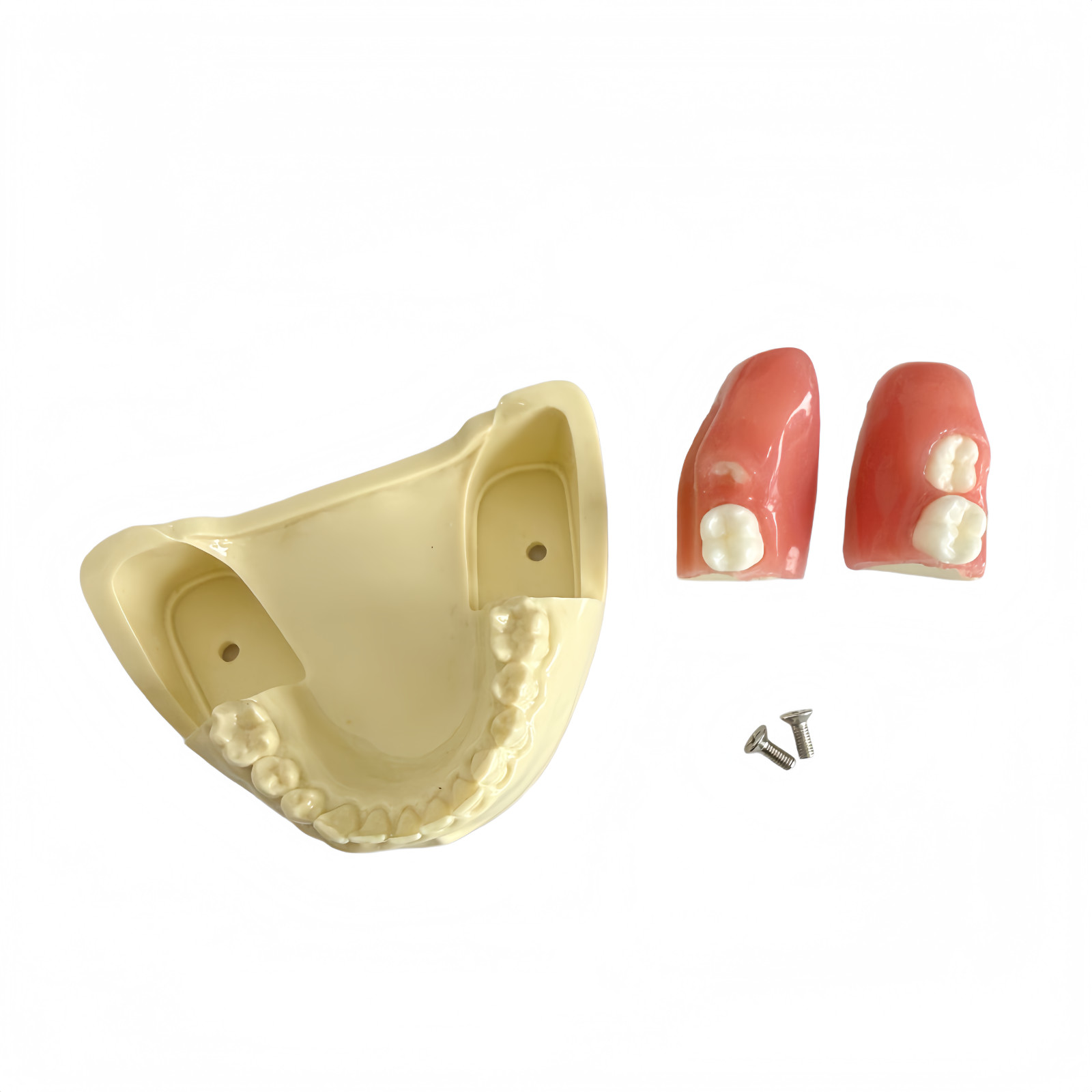 Dental Training Model for Impacted Wisdom Tooth Extraction Practice Surgery