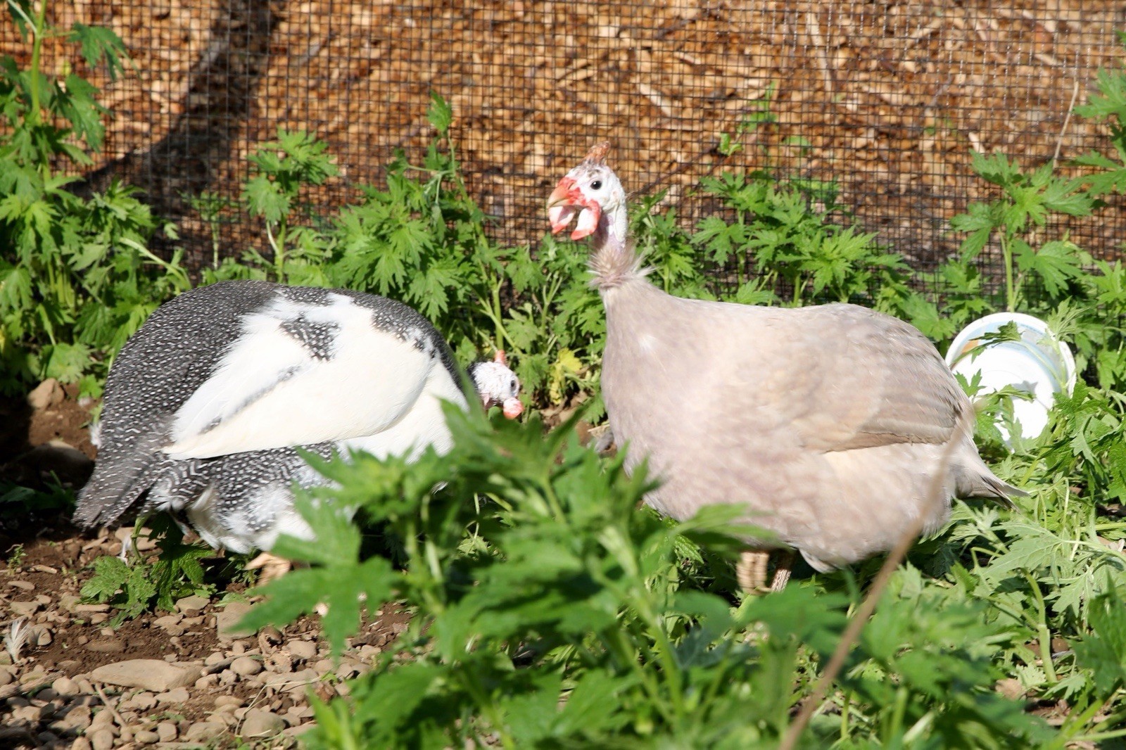 10++ NPIP Guinea Hen Hatching Eggs – Assorted Colors – Read Description