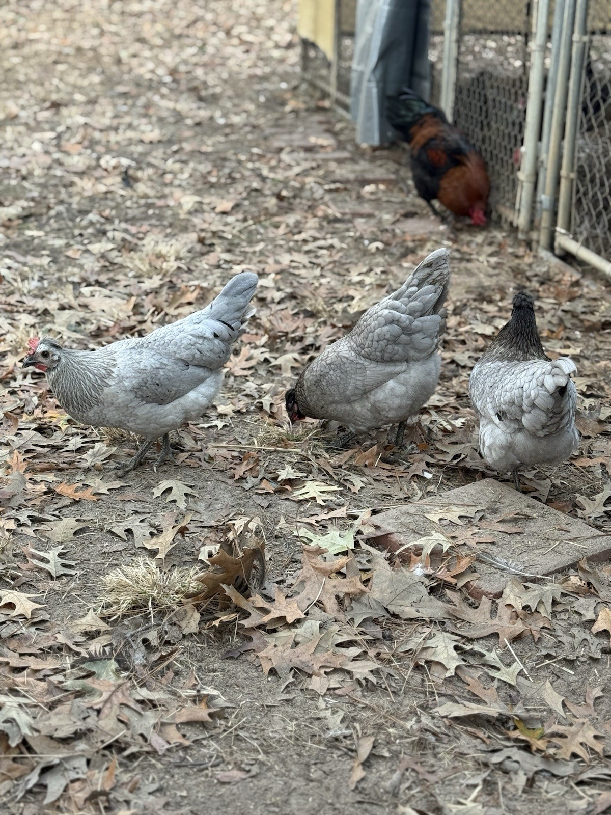 12+ Silverudd Rooster Crossed Rainbow Hatching Eggs