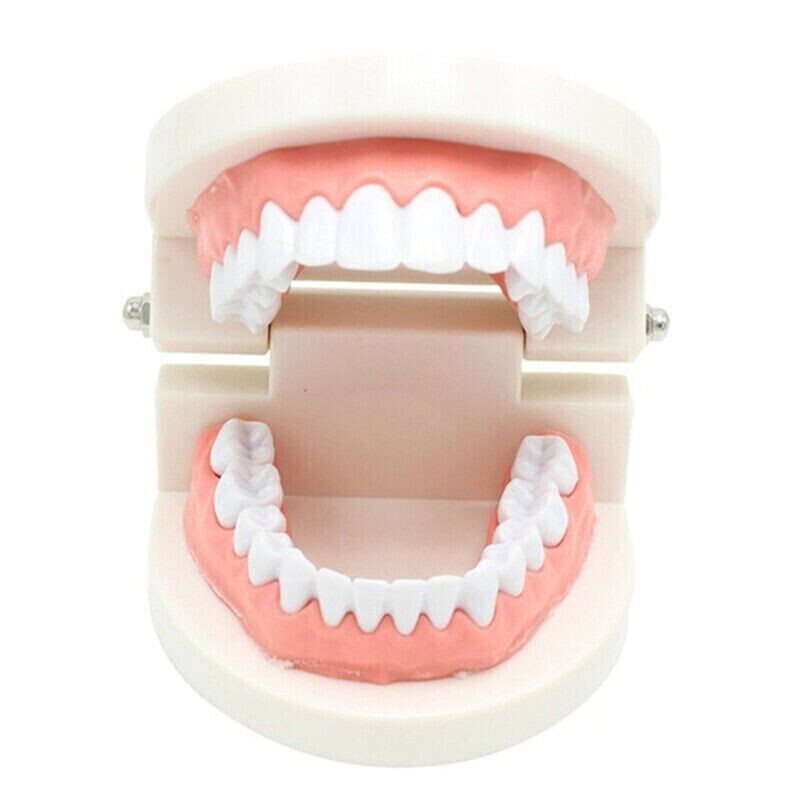 5 Pcs Dental High Quality Material Decay Standard Teeth Teach Adult Caries Model