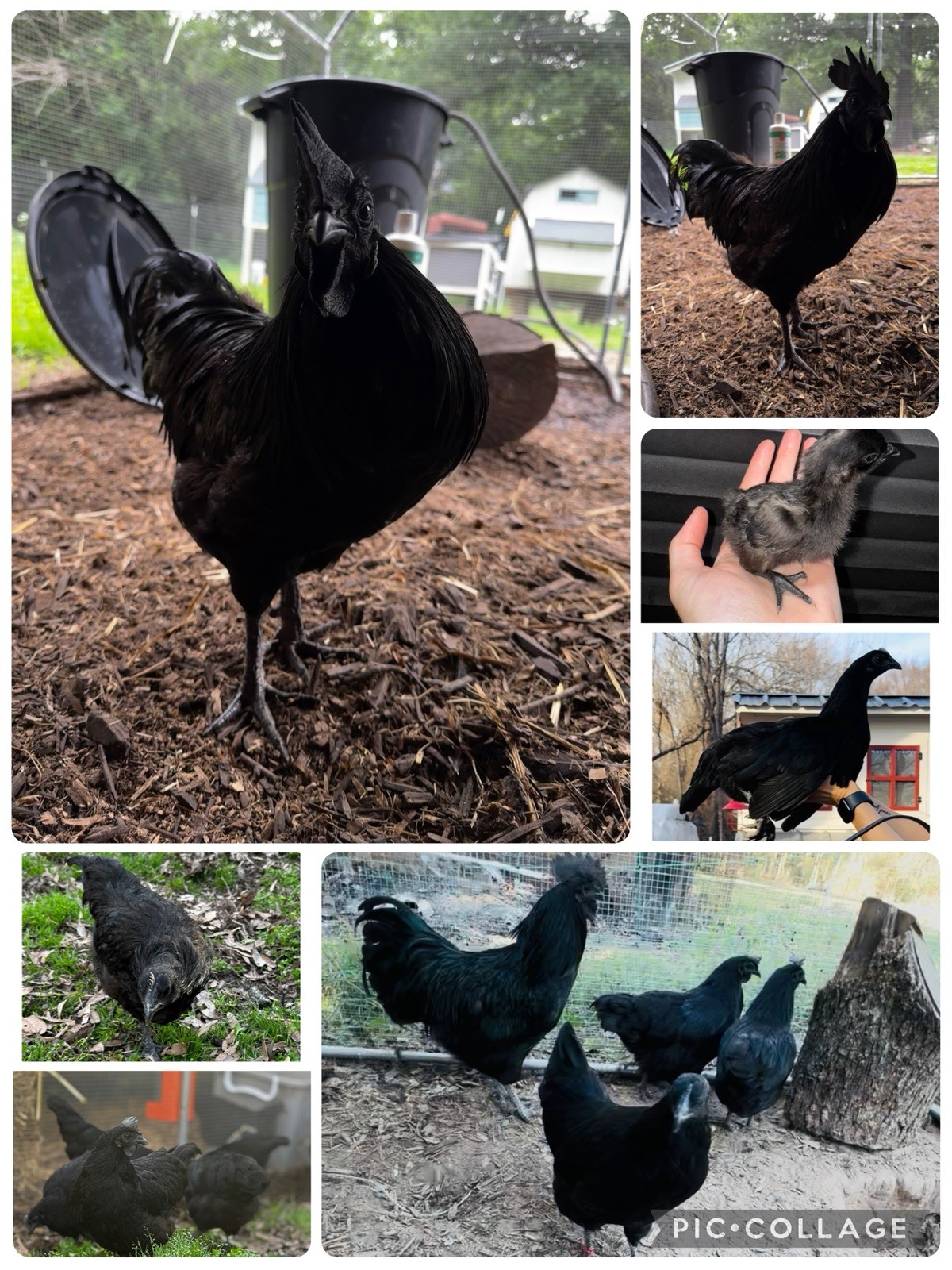 6+ Ayam Cemani Fertile Hatching Eggs Pure Breed All Black Chicken