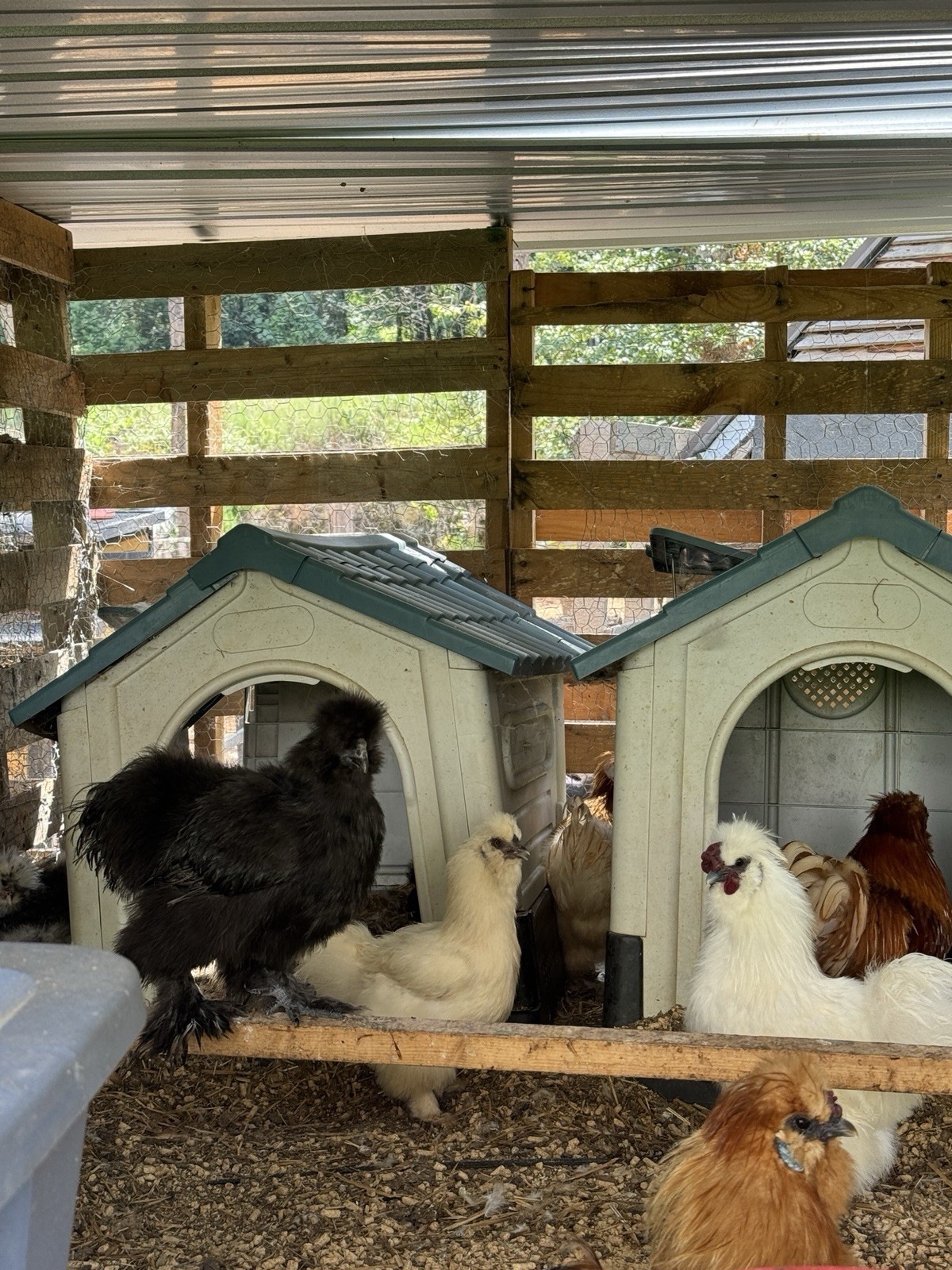 6+ Silky Fertile hatching chicken Eggs-mixed Colors (black, White, Red, Choc)