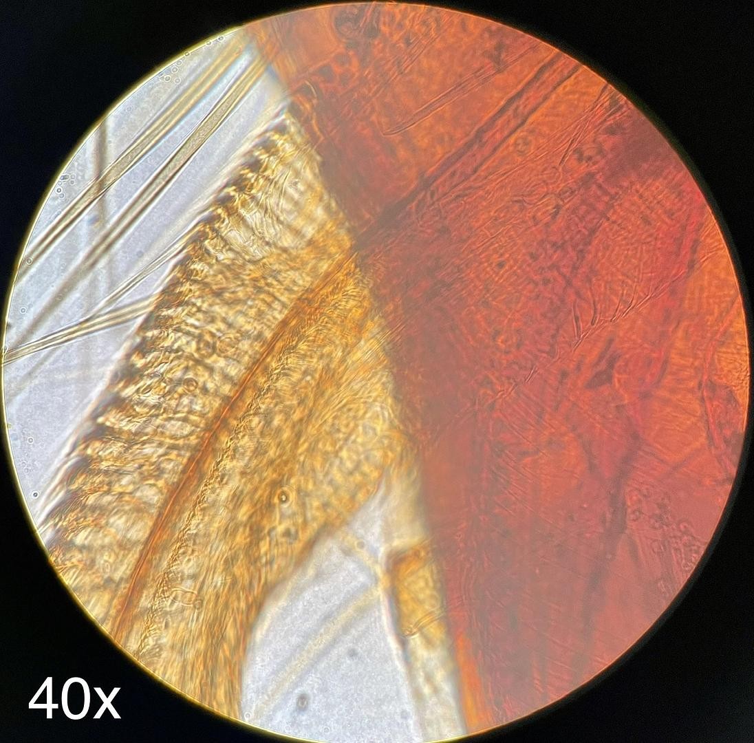Olympus BH-2 BHTU Binocular Microscope W/ DPlan 4/10/20/40 Objectives
