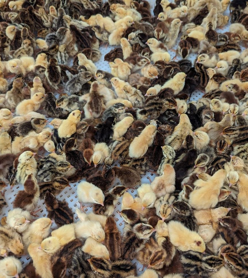 150+ extras Coturnix Quail Hatching Eggs NPIP Flock – UPS Shipping
