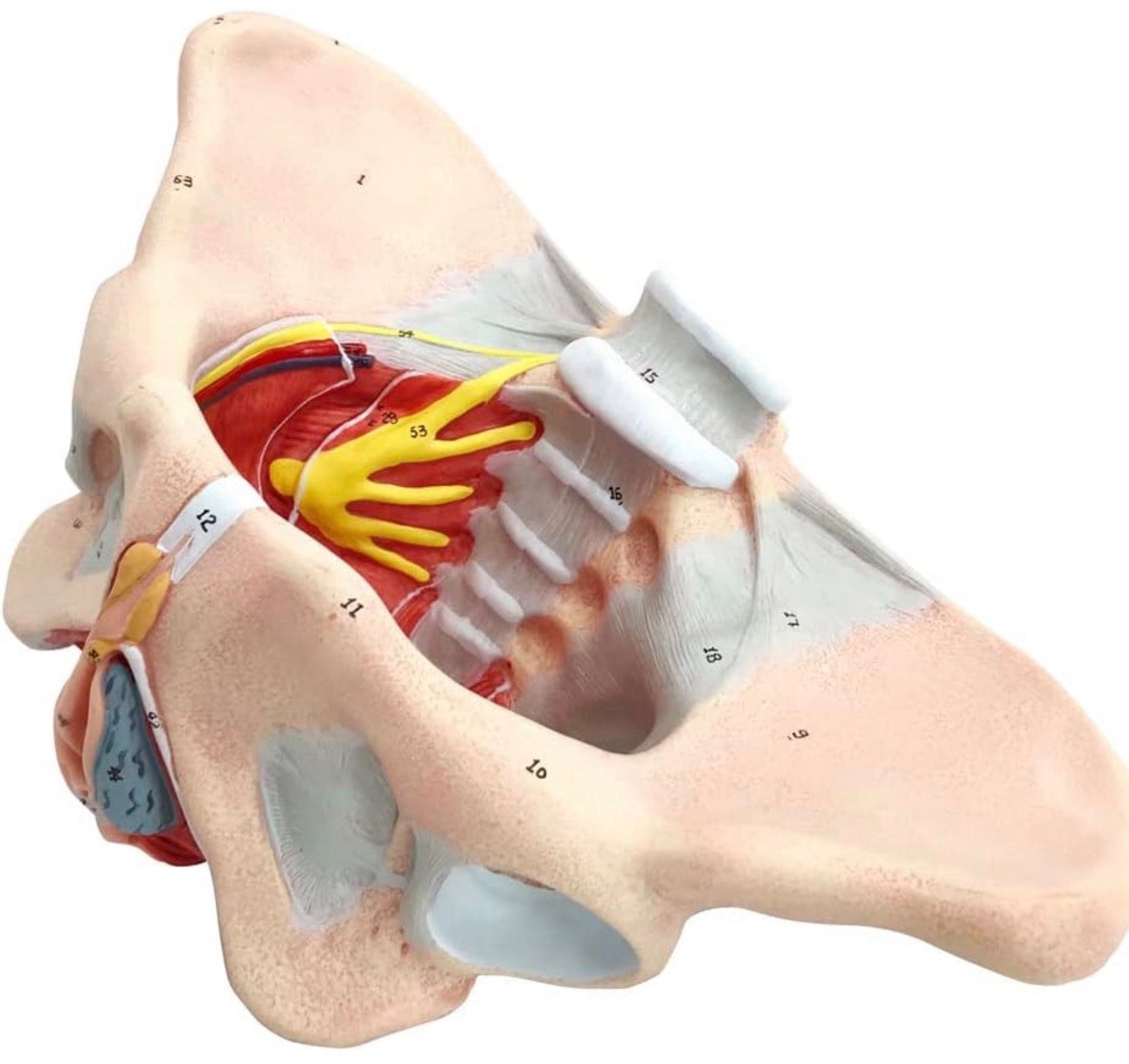 Female Pelvis Model with Pelvic Floor Muscles Perineal Model All in One Female