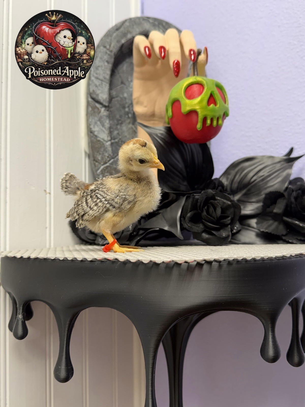 12+++ High Quality Fertile Serama Hatching Eggs Mixed Colors** Frizzle**Silkied*