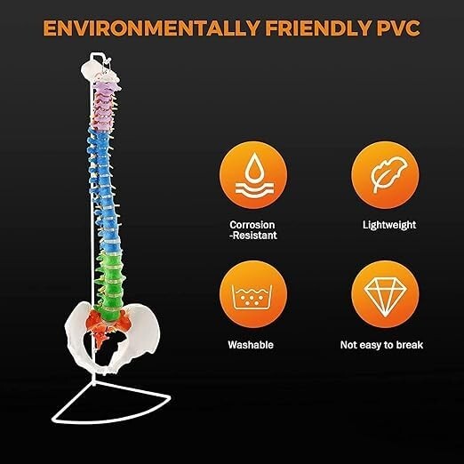 Vertebral Column Flexible Spine Model, Didactic Painted. ZX-S105P