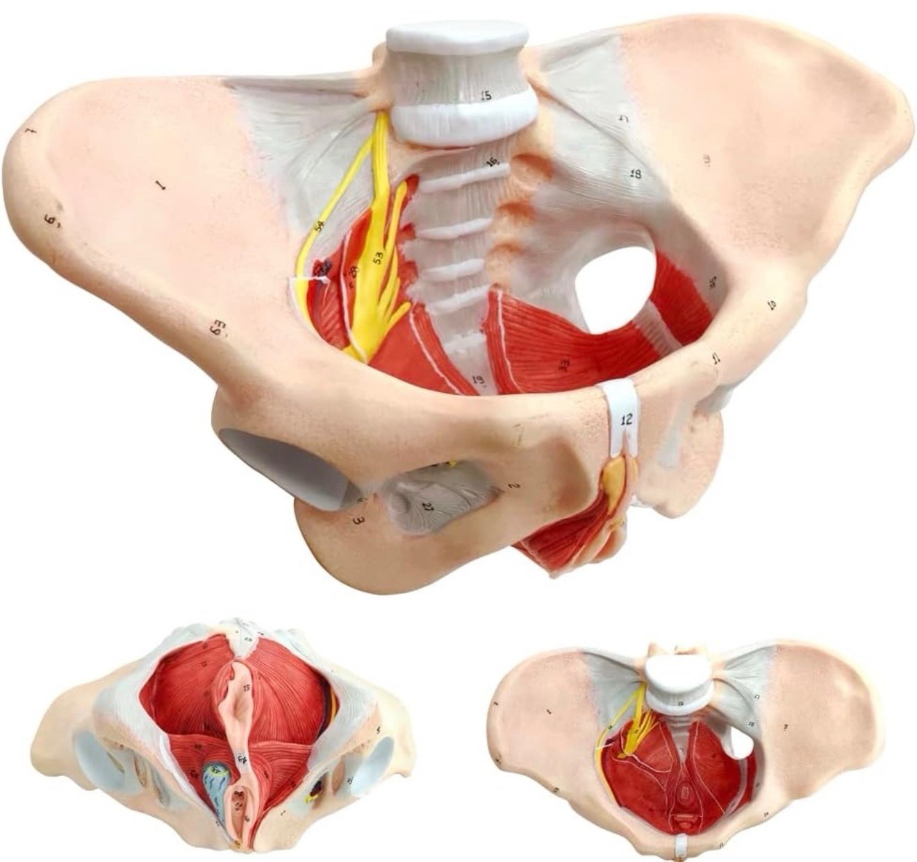 Female Pelvis Model with Pelvic Floor Muscles Perineal Model All in One Female