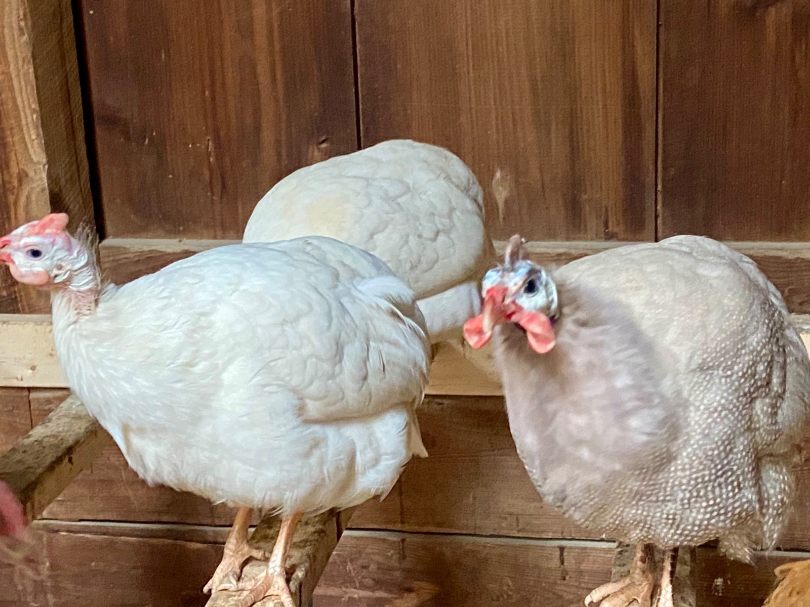 6 Fertile Guinea Fowl Hatching Eggs, Mixed Barnyard Flock, Beautiful Colors!
