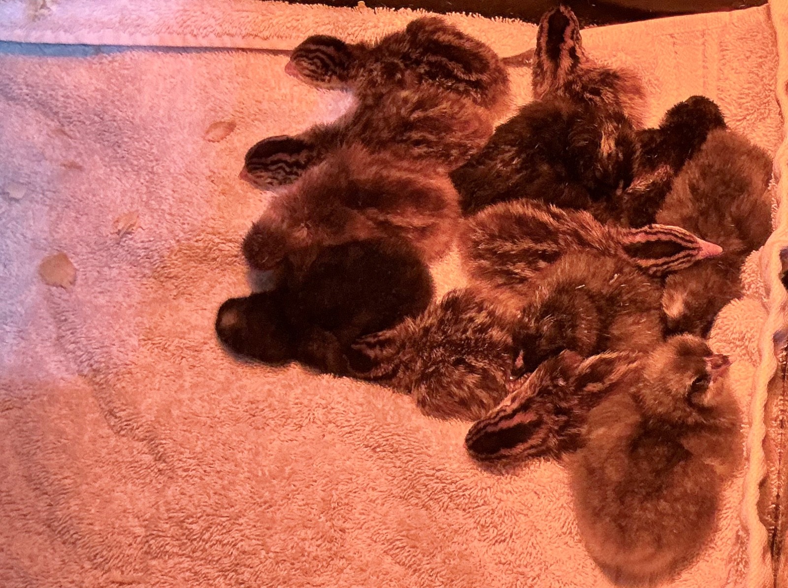 6 Fertile Guinea Fowl Hatching Eggs, Mixed Barnyard Flock, Beautiful Colors!