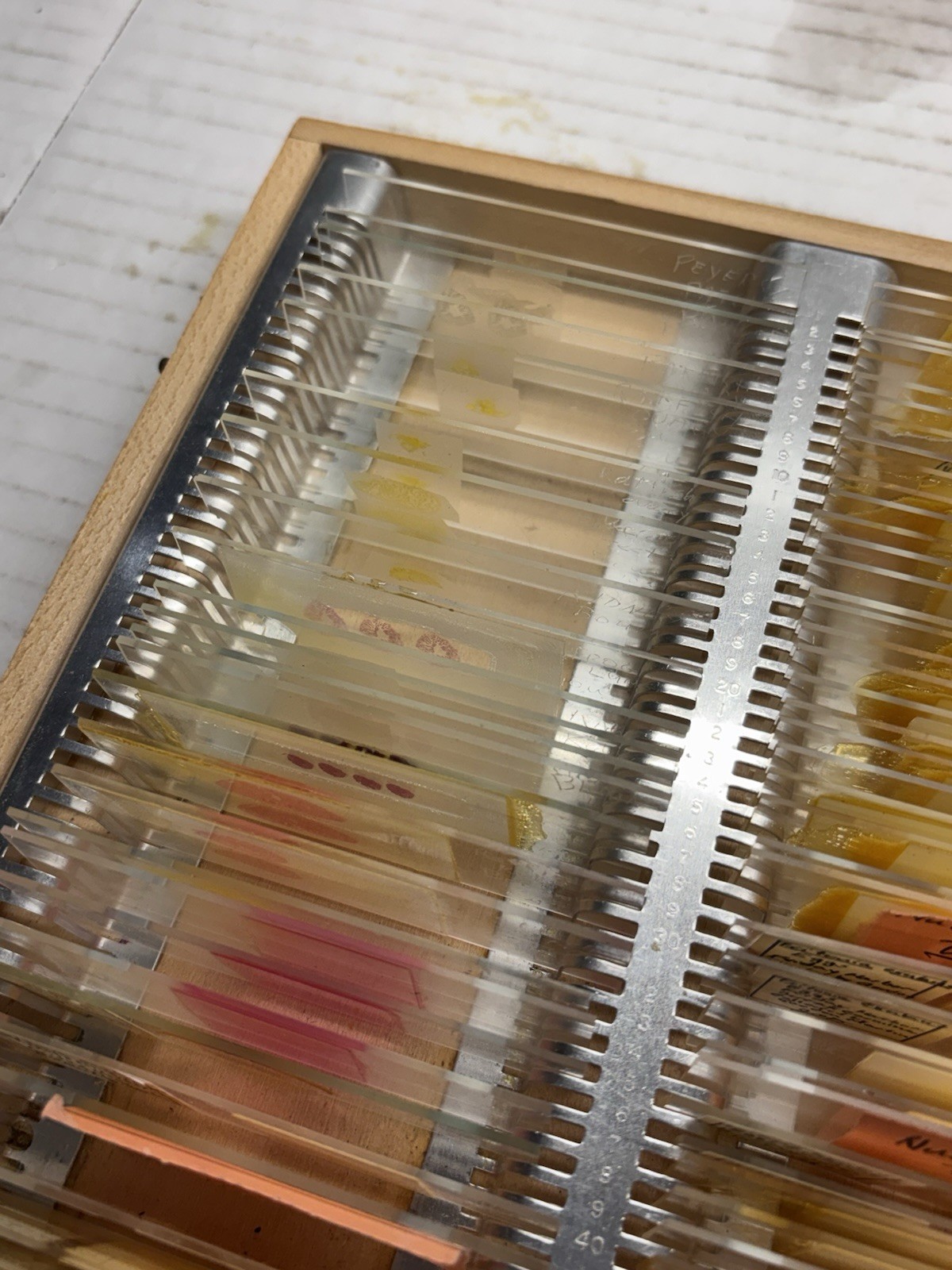 Vntg Prepared Microscope Slides & Clay Adams-Case w/ Invertebrate Embryos 90+