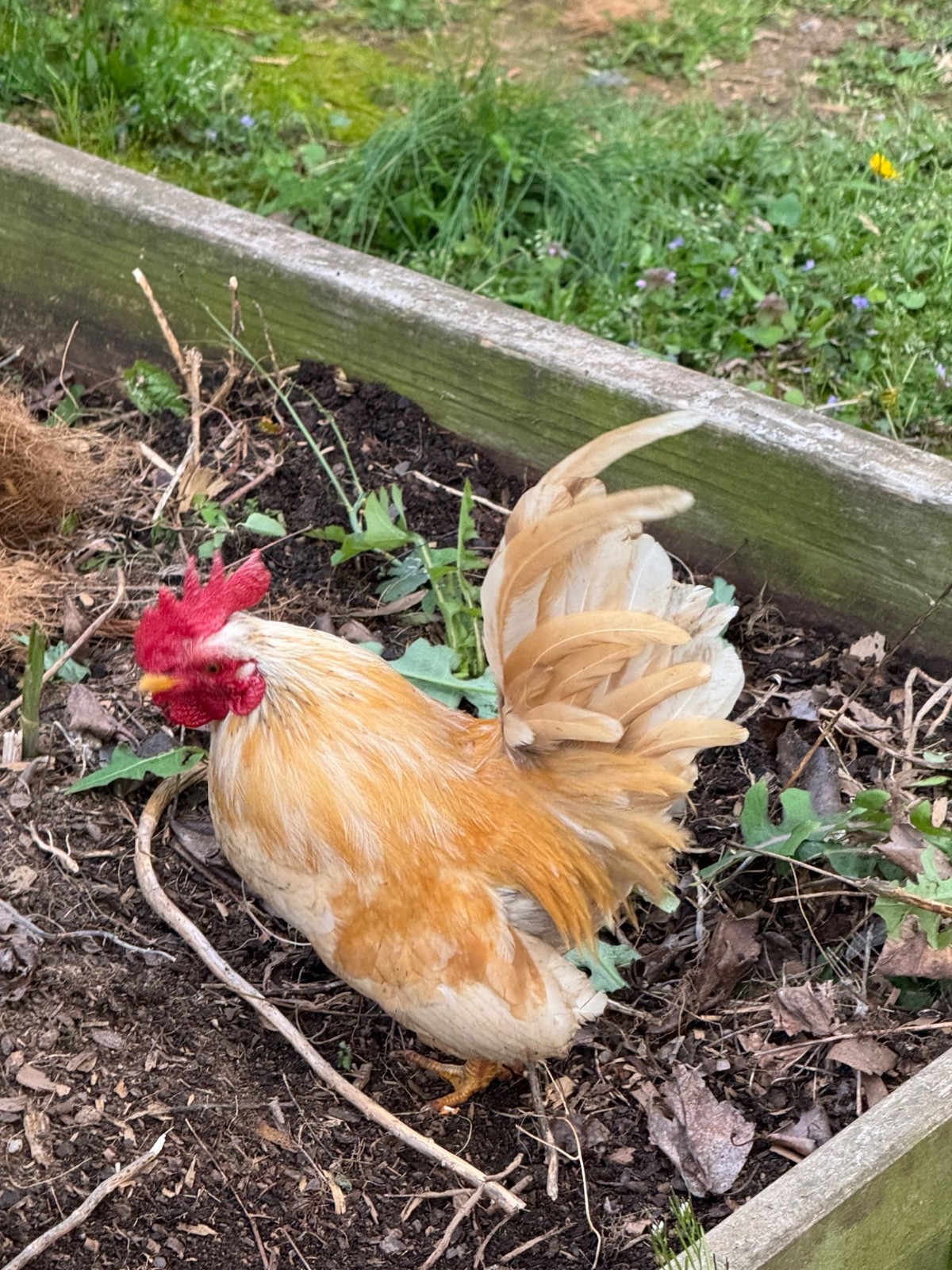 6 + small Show Quality Serama chicken Hatching Eggs