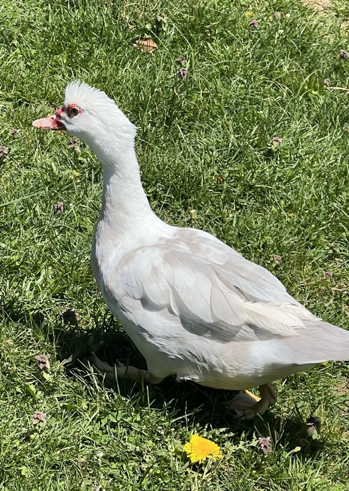 12+ Purebred Fertile Muscovy Duck Hatching Eggs (Rare Colors)