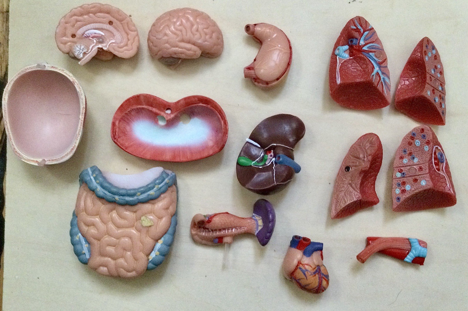 EVOTECH 2023 Newest Human Body Model for Kids, 15 Pcs Removable 11 inch Human…