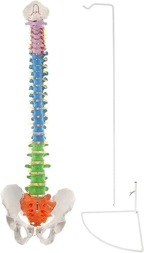 Vertebral Column Flexible Spine Model, Didactic Painted. ZX-S105P