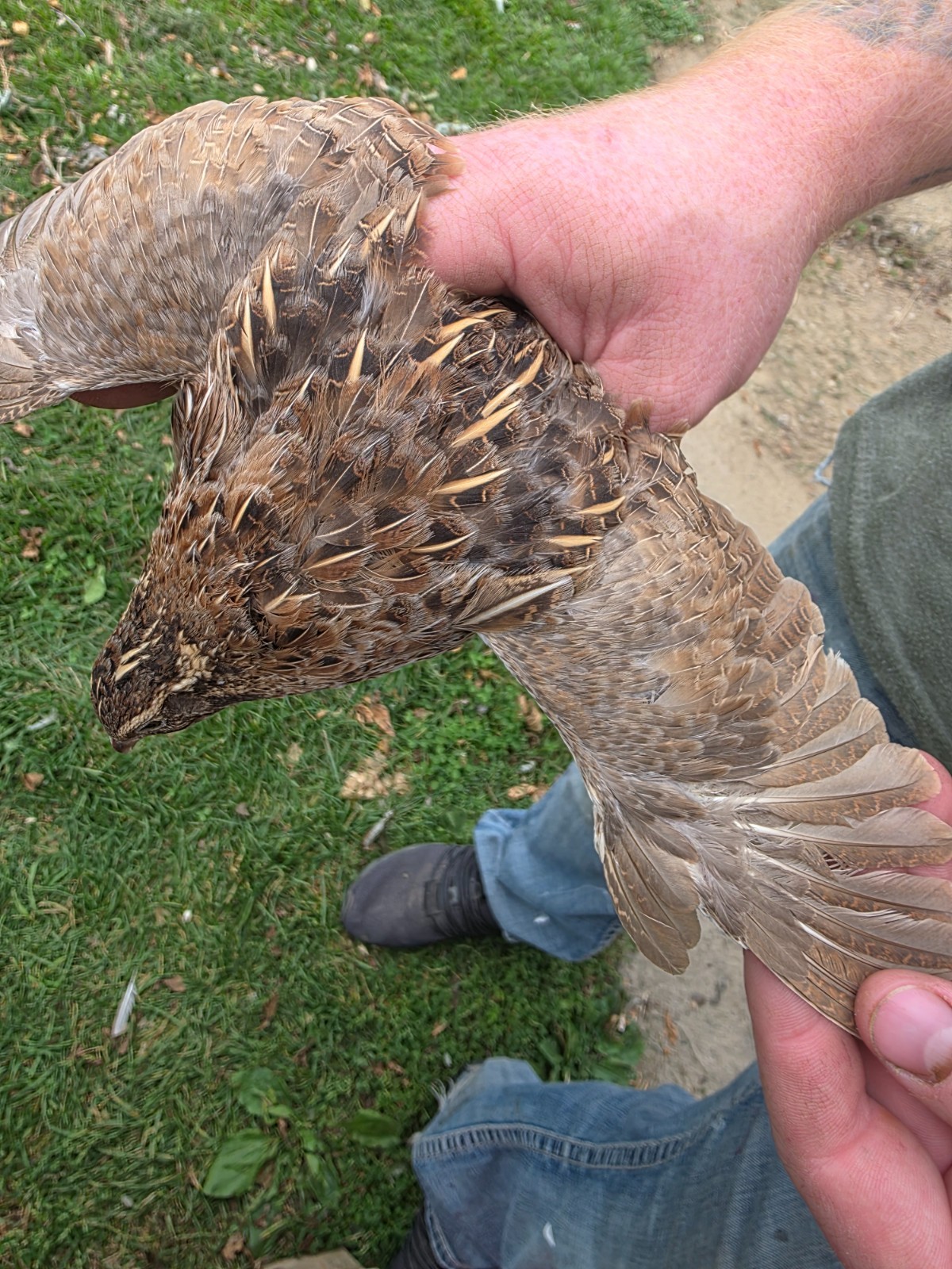 24 (2 dozen) quail hatching eggs coturnix mixed with jumbo all colors