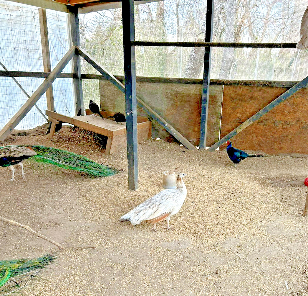 PRE SALE 4 Mixed PEACOCK Hatching Eggs, Ready to Ship IN 7-14 DAYS