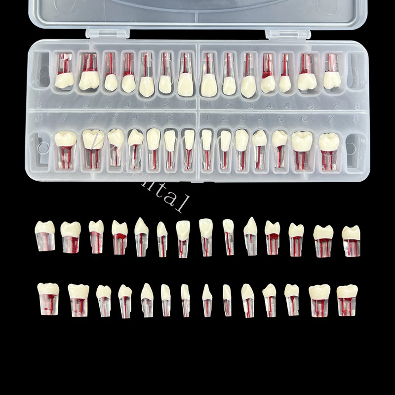 28pcs Dental Endodontic Teeth Model Full Mouth Root Canal Block Training Tooth