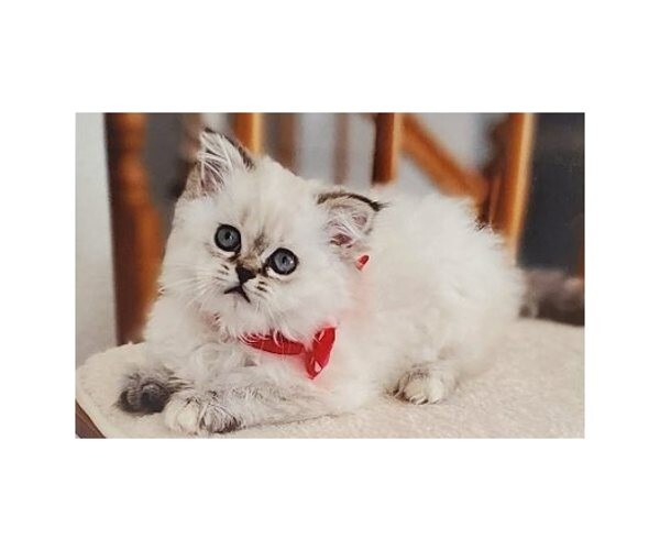 Kitty Cat Kitten 3 Year Pocket Calendar Planner 2026 – 2028 w Notepad