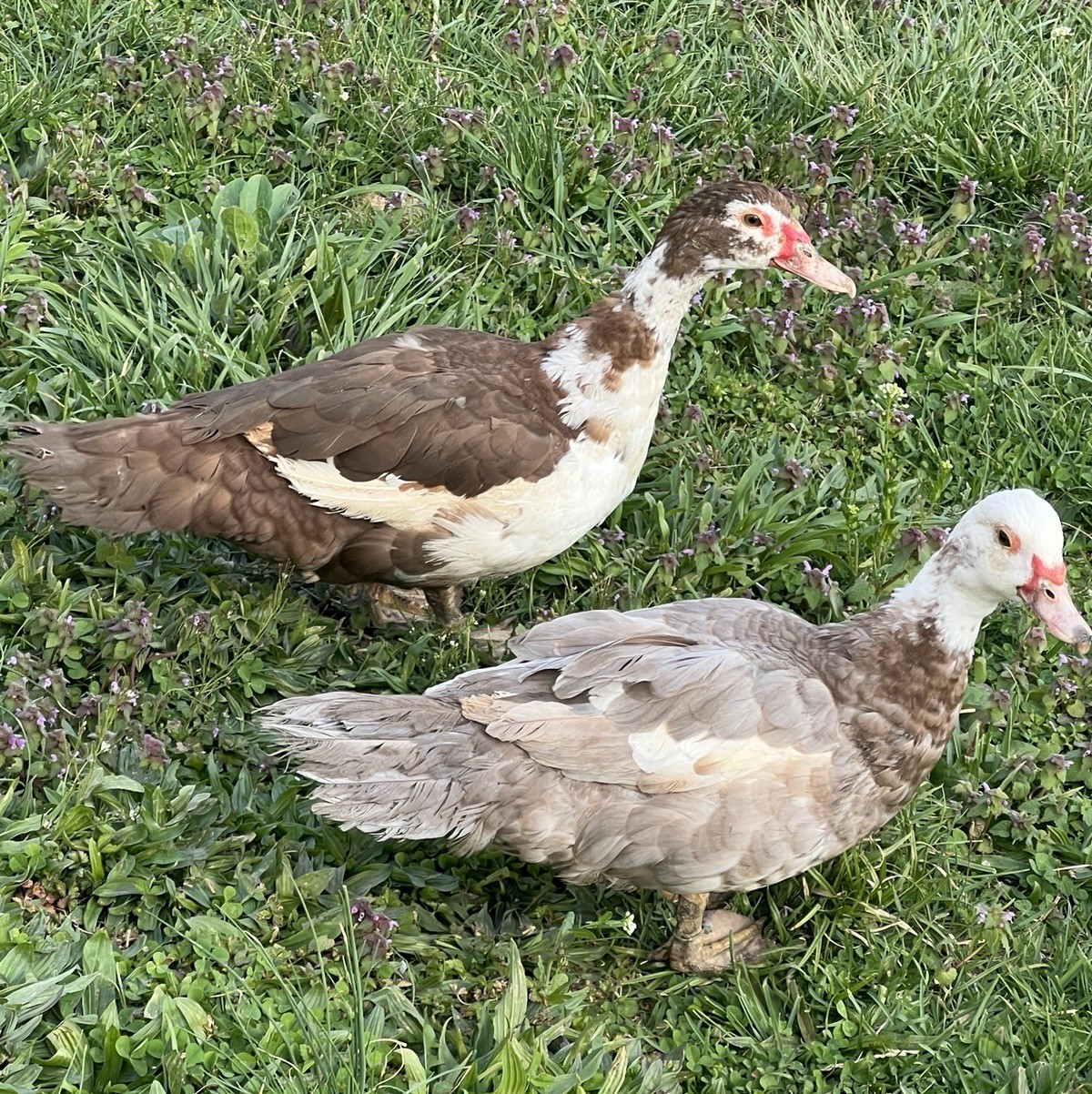 12+ Purebred Fertile Muscovy Duck Hatching Eggs (Rare Colors)