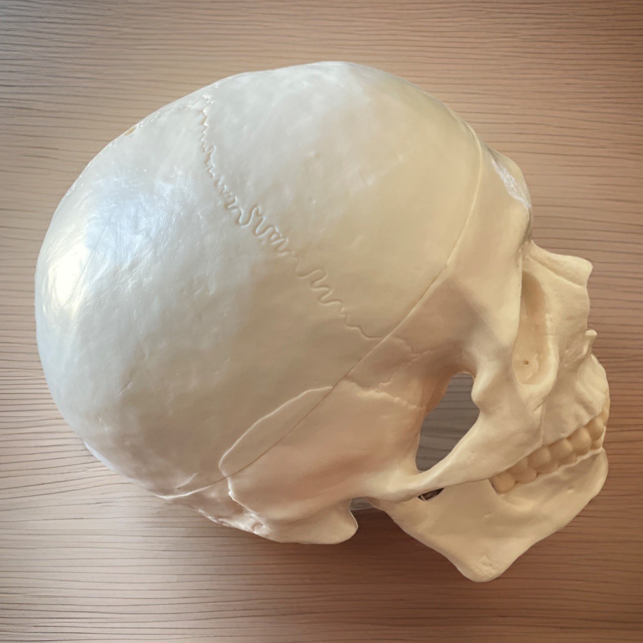 Life Size Human Skull Model 3-Part Magnetic Anatomy Teaching Replica