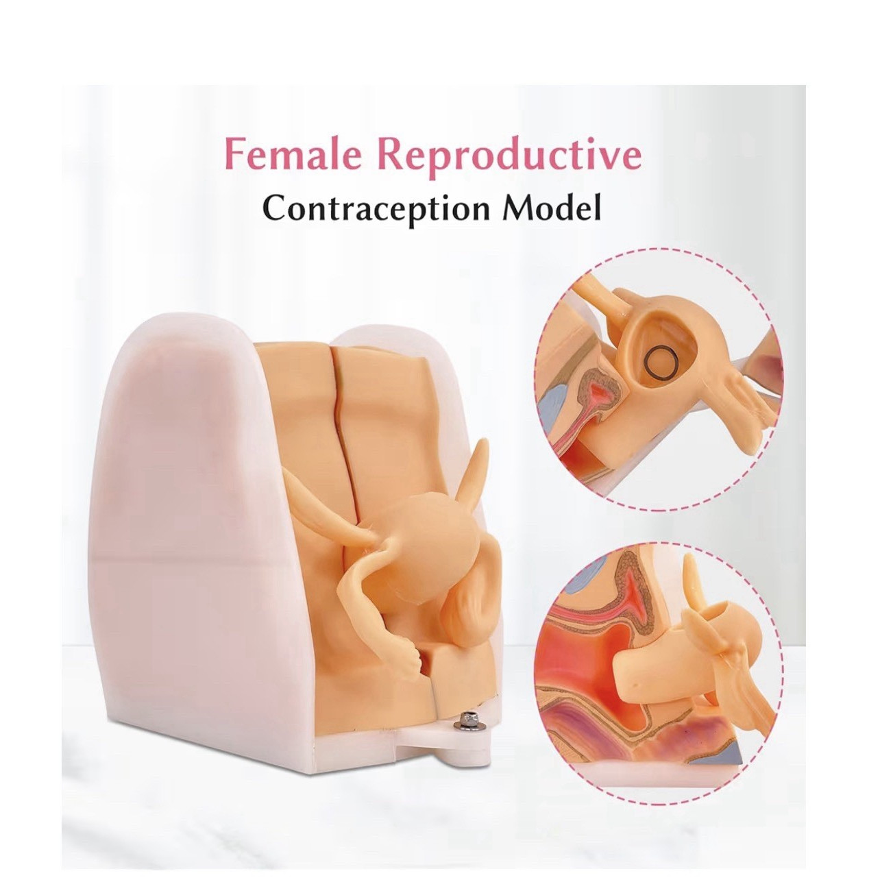 JNMFTD Anatomicals Female Reproductive Contraception Model 5.5″x7.8″, 3.2 lbs