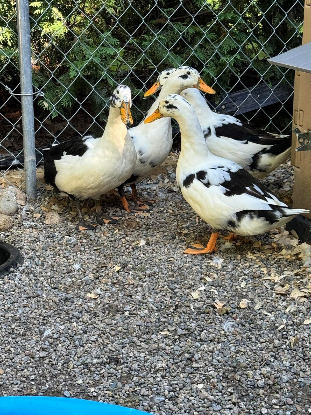12+ Assorted Duck Fertile Hatching Eggs – Cayuga, Blue Sweddish, Acona, Magpie
