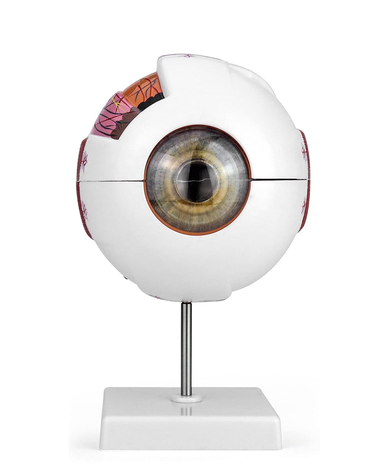 6X Human Eye Anatomy Model – Static Display for Science Class, Lab Study & Educa