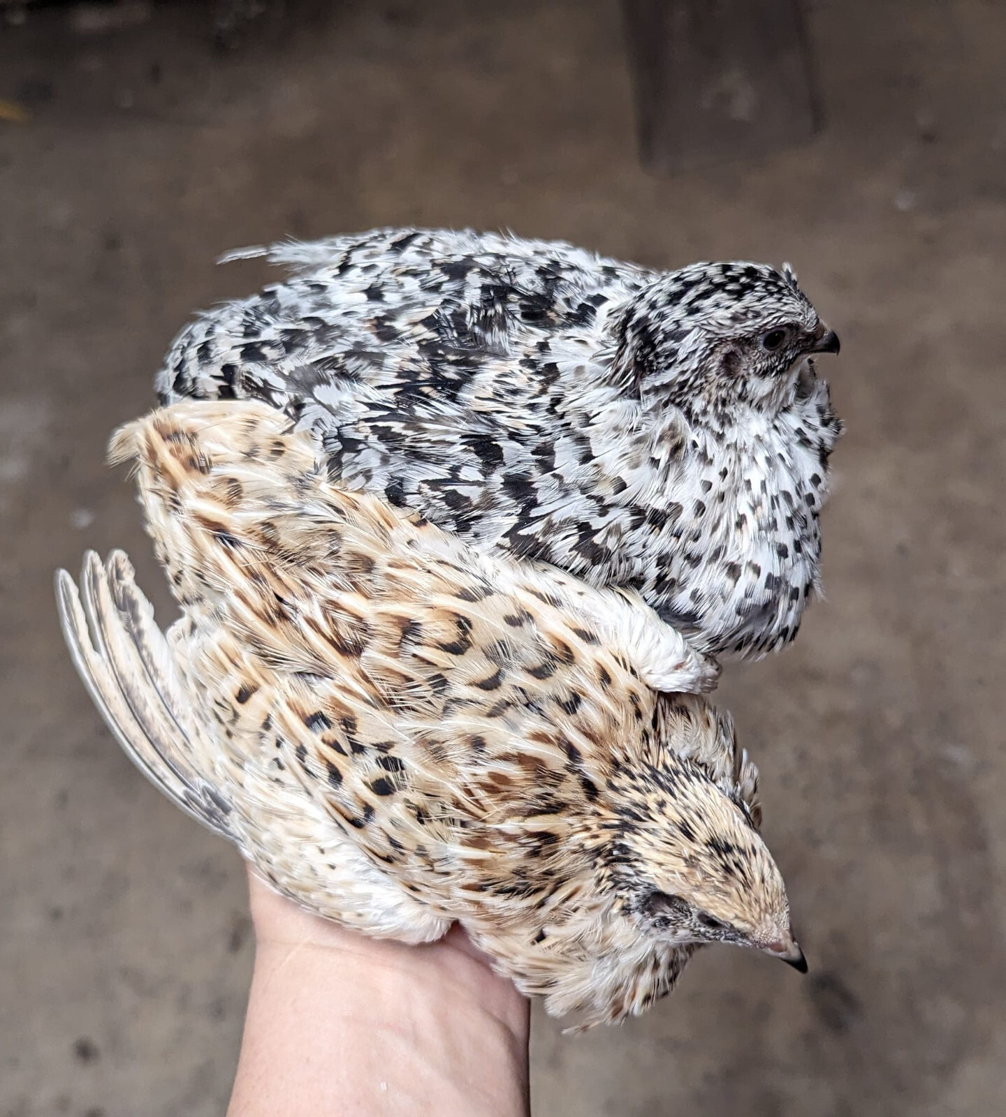 150+ extras Coturnix Quail Hatching Eggs NPIP Flock – UPS Shipping