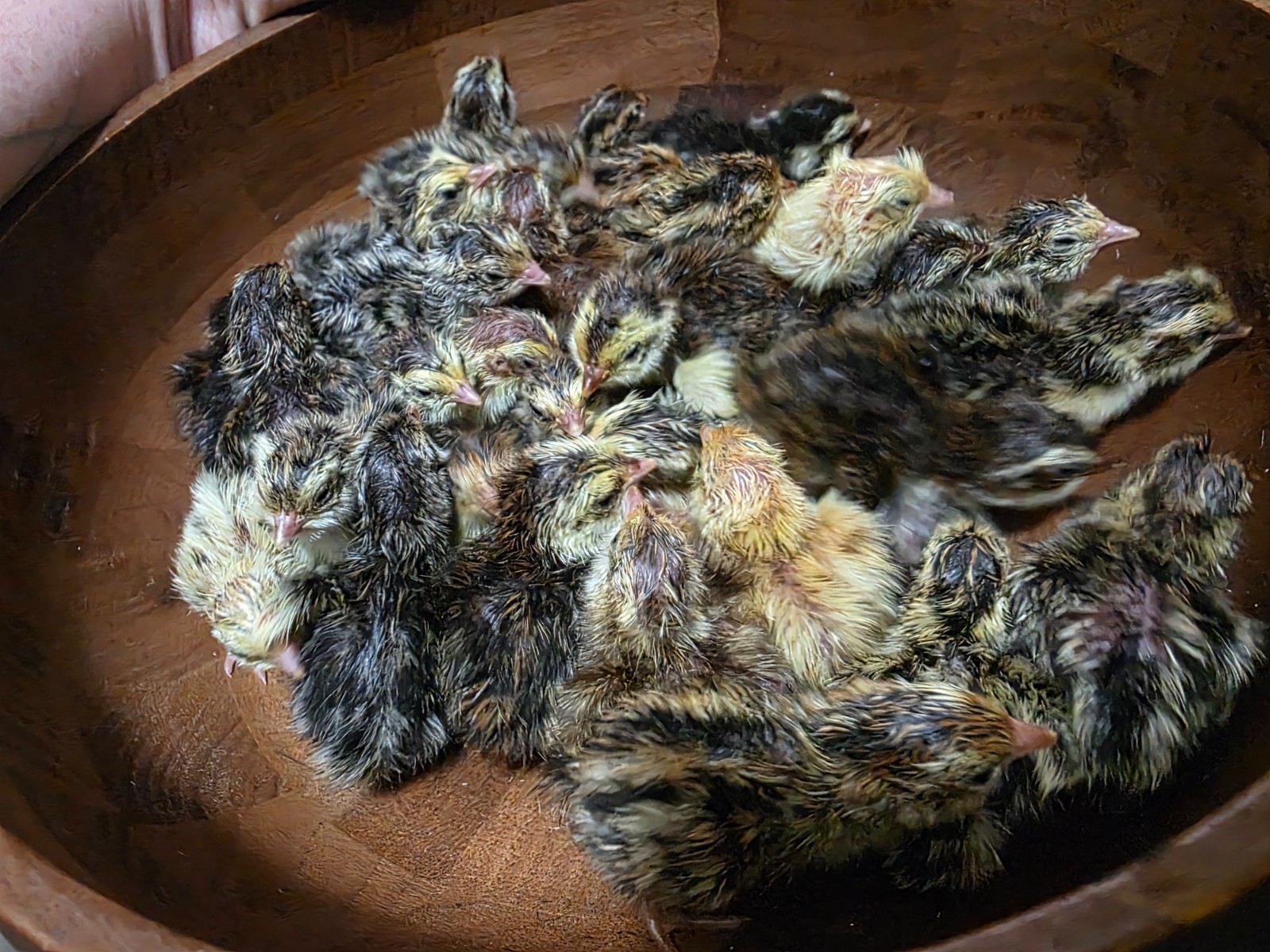 24 (2 dozen) quail hatching eggs coturnix mixed with jumbo all colors