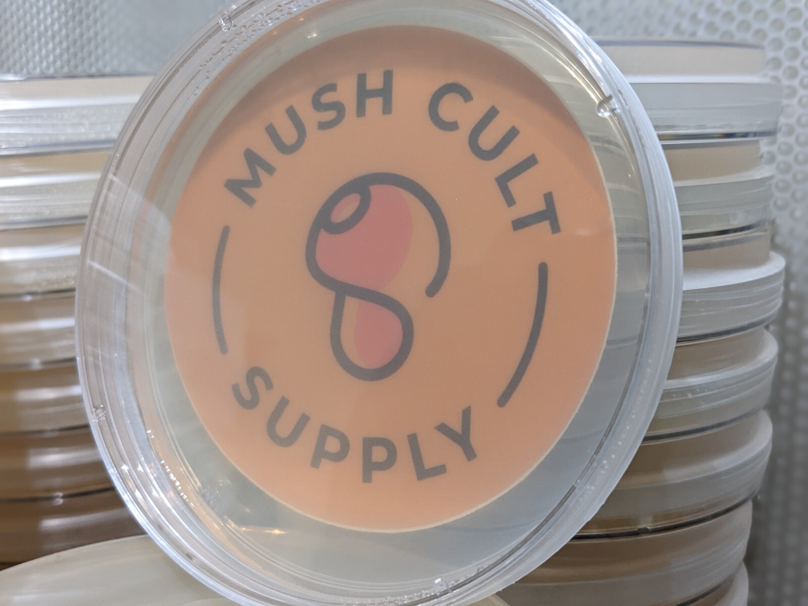 20x mushroom agar plates – sterile, pre-poured, w/ extra parafilm, MEA