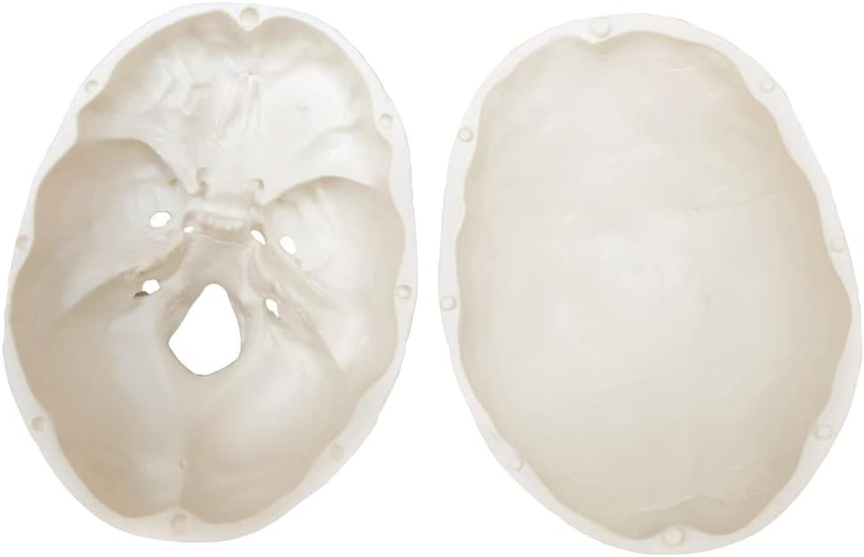 2026 New Human Skull Model,3 Part With 2-Part Human Brain;Half Life Size Skull w