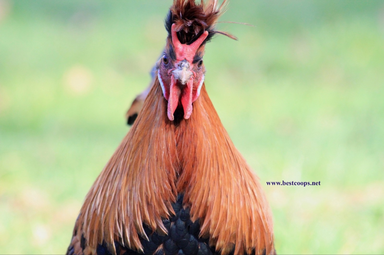 10+ Gold Appenzeller Chicken Hatching Eggs