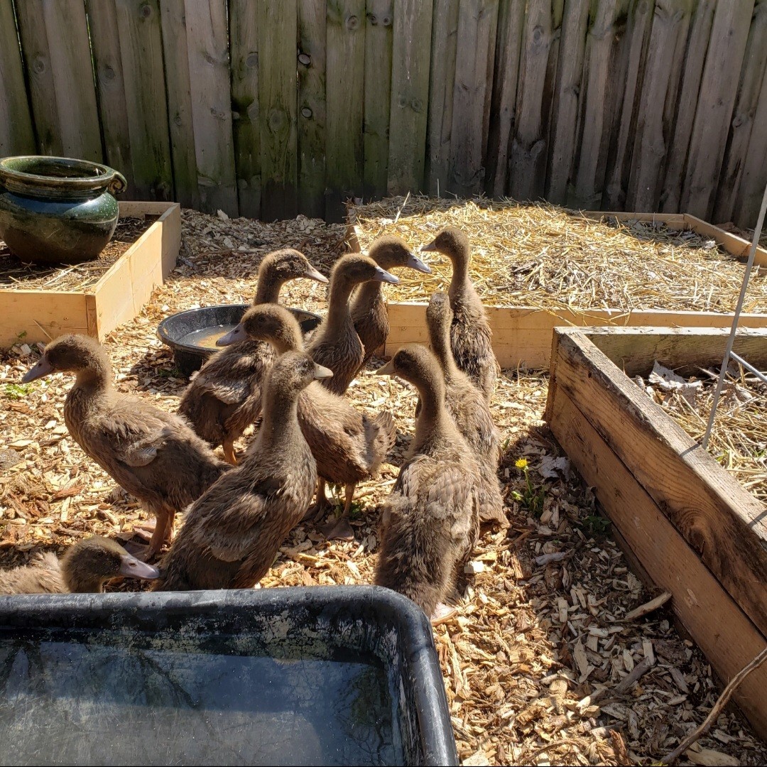 Purebred Khaki Campbell Duck Hatching Eggs – 12+ Fresh and Fertile