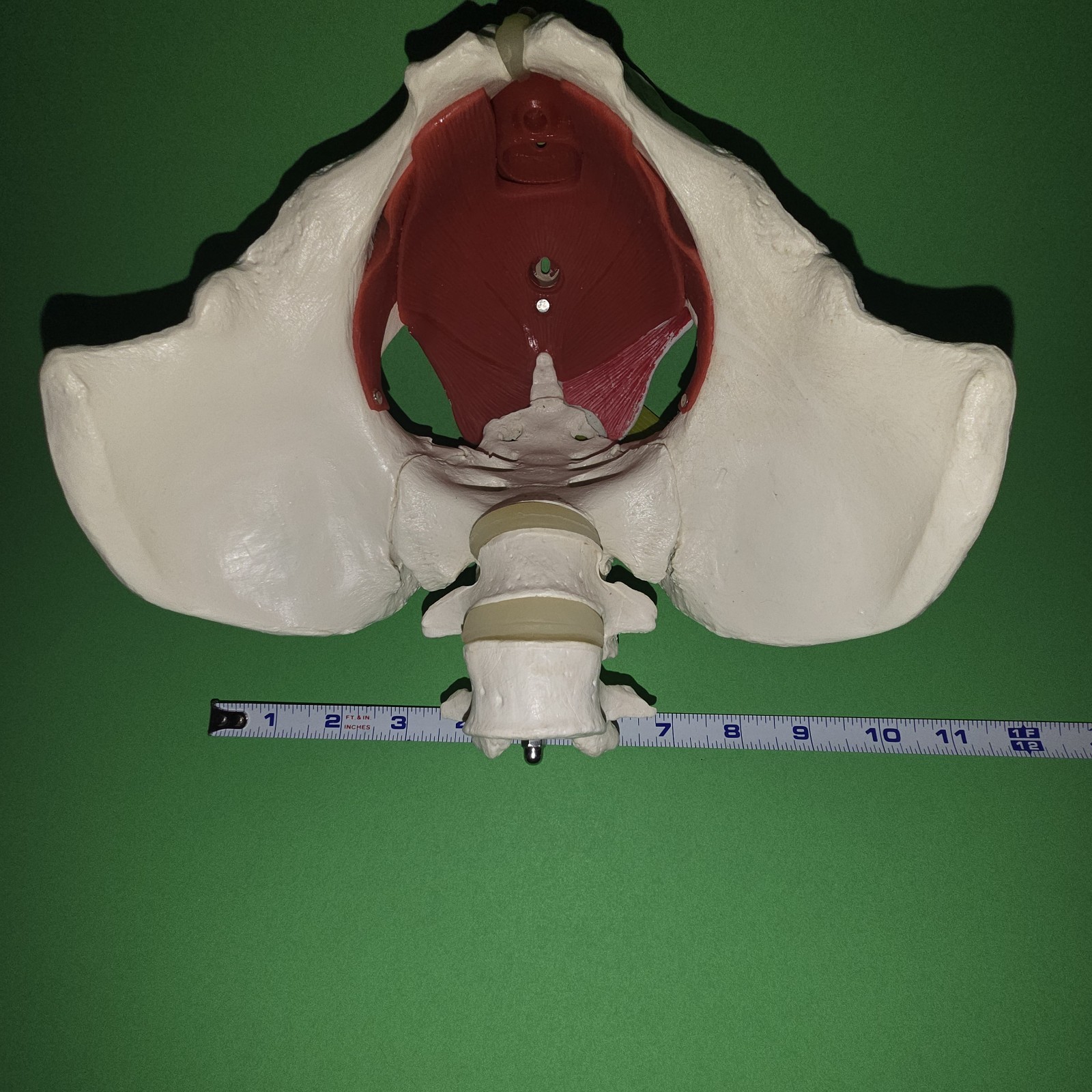 Female Pelvis Model Skeleton Medical Model for Display Midwife in Obstetrics